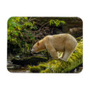 Recherche de ours blanc magnets Forêt