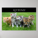 Recherche de chatons posters Pour enfants