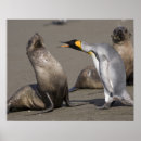 Recherche de otarie posters Faune