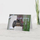 Recherche de chat zen vœux cartes Chaton