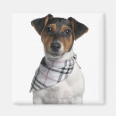 Recherche de chiot de terrier de russell Animaux domestiques
