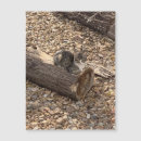 Recherche de chat rayé gris Blanc