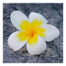 Recherche de plumeria posters Frangipani