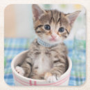 Recherche de personne chat de dessous de verres Mignon