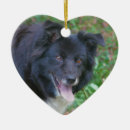 Recherche de border collie ornements Animaux familiers