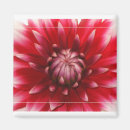 Recherche de dahlia magnets Maman