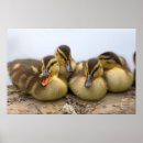 Recherche de fauna posters Bird