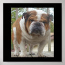 Recherche de anglais bouledogue art Mignon