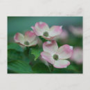 Recherche de flower cartes postales Plant