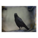 Recherche de corvids posters Corbeau