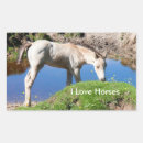 Recherche de poulains Chevaux