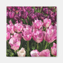 Recherche de tulipes pourpres magnets Violet