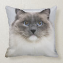 Recherche de ragdoll coussins Félin