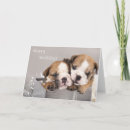 Recherche de chien taureau vœux cartes Animal