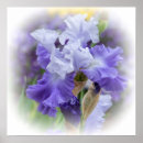 Recherche de iris barbu Nature