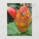 Recherche de fleur gingembre cartes postales Costa rica