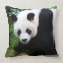 Recherche de panda photographie Noir et blanc