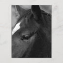 Recherche de portrait cheval blanc cartes postales Équin