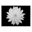 Recherche de mandala photographie Nature