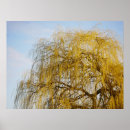 Recherche de pleuvoir posters Arbre