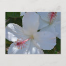 Recherche de parfum cartes postales Nature