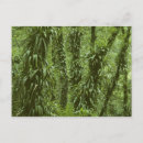 Recherche de forêts tropicales cartes postales Vert