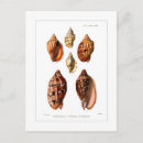 Recherche de mollusque posters Faune