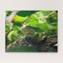 Recherche de amphibien puzzles Grenouille verte