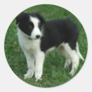 Recherche de chien à bord autocollants Chiots