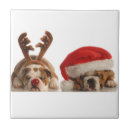 Recherche de chien de père noël carreaux Chiot