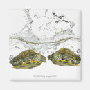 Recherche de coquille de tortue magnets Froid blooded