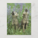 Recherche de loup de prairie Nature
