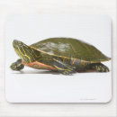 Recherche de coquille tortue tapis souris Animal