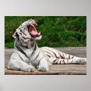 Recherche de tigres blancs posters Animal