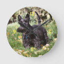 Recherche de animale montres Mignon
