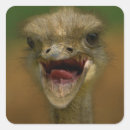 Recherche de autruche autocollants Plumes