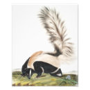 Recherche de animaux sauvages mignons posters Faune