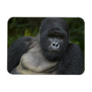 Recherche de gorilles magnets Ape