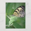 Recherche de papillon girly cartes postales Papillons