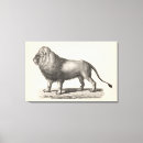 Recherche de croquis de lion posters Faune