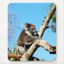 Recherche de ours koala tapis souris Marsupial