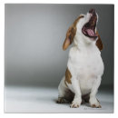 Recherche de races de chien carreaux Animal