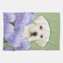 Recherche de labrador cuisine linges Laboratoire