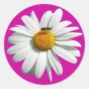 Recherche de white daisy autocollants Fleur