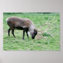 Recherche de caribou posters Cerfs