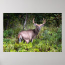 Recherche de cerf de virginie posters Pour lui