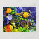 Recherche de poissons colorés cartes postales Eau