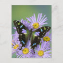 Recherche de papillons exotiques cartes postales Insecte