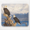 Recherche de steve tapis souris Prédateur