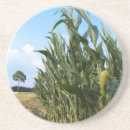 Recherche de champ de maïs Plante